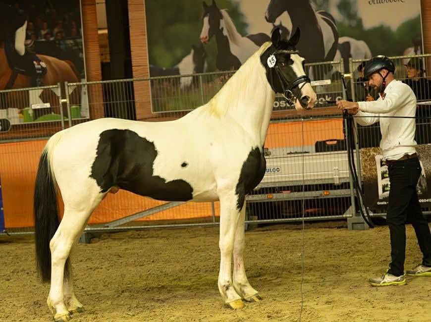 Homozygoot tobiano barock pinto hengst, Dieren en Toebehoren, Paarden, Hengst, Dressuurpaard, 3 tot 6 jaar