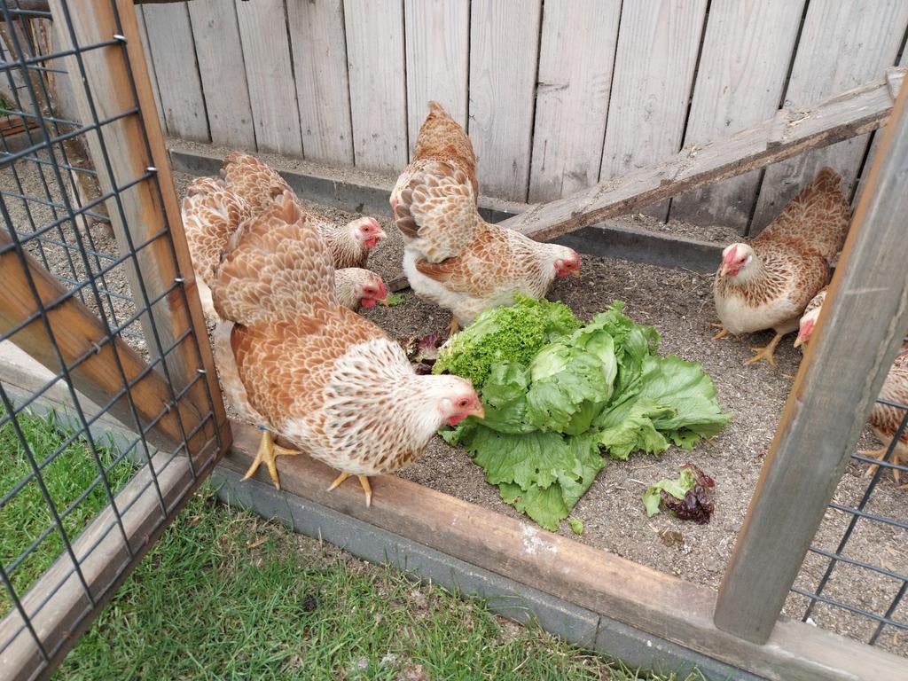 Wyandotte kriel hennetjes, Dieren en Toebehoren, Pluimvee, Vrouwelijk, Kip