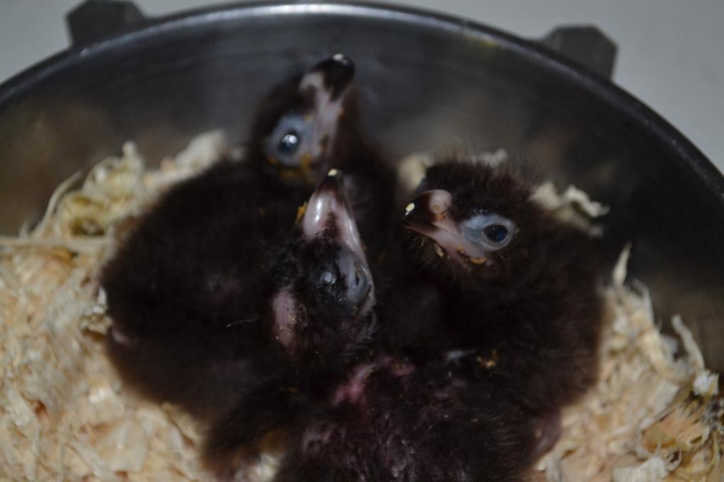Onmisbaar bij houden van dieren/vogels/parkieten/papegaaien., Meerdere dieren, Papegaai