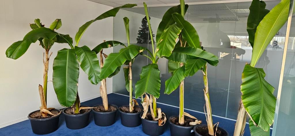 Winterharde Bananenplant Musa Basjoo 120-150cm, Volle zon, Vaste plant, Bloeit niet, Ophalen