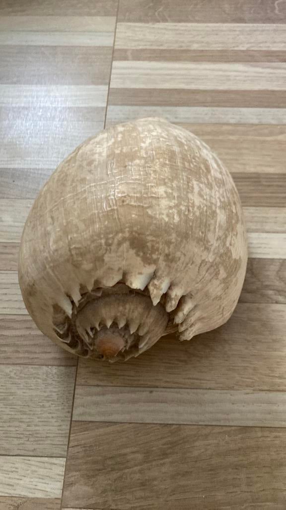 Melo broderipi diadema schelp, Ophalen, Schelp(en)