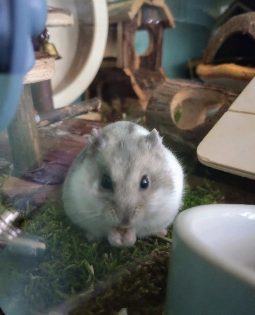 Knaagdieren oppas, Dieren en Toebehoren, Knaagdieren, Geslacht onbekend, Overige typen, Januari, Tam