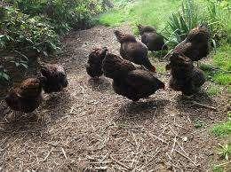 Barnevelder krielkippen., Dieren en Toebehoren, Pluimvee, Vrouwelijk, Kip