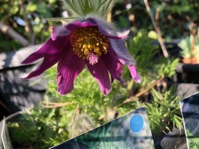 Pulsatilla vulgaris/ papageno tuinplant in de grote kuip., Vaste plant, Halfschaduw, Lente, Ophalen