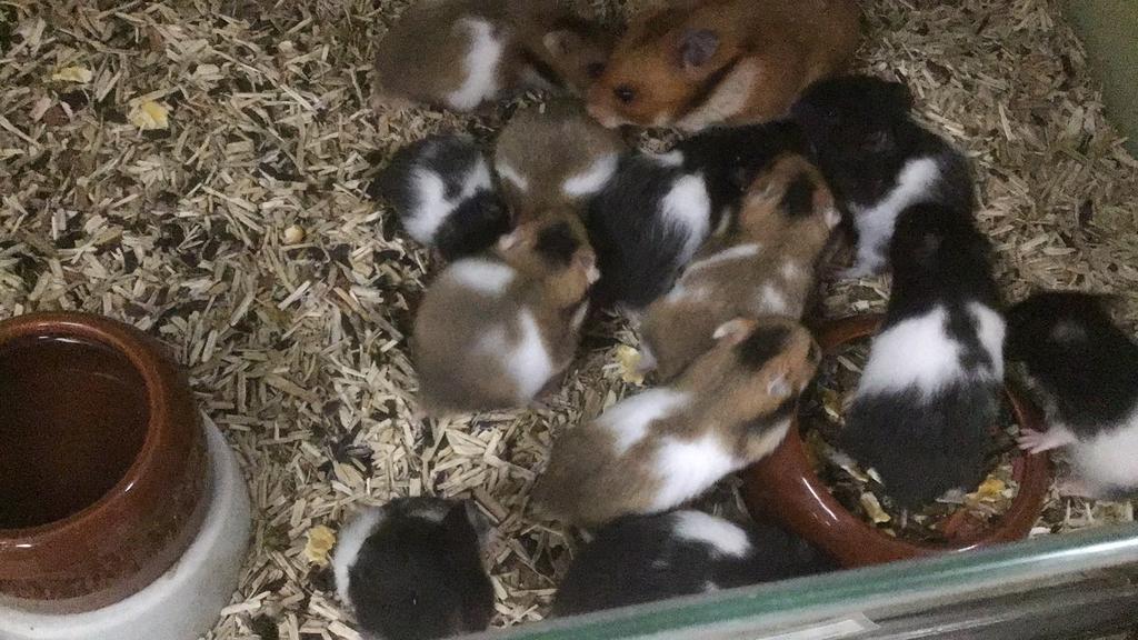 Goudhamsters, jonge hamsters., Dieren en Toebehoren, Hamster, Februari, Meerdere dieren, Tam