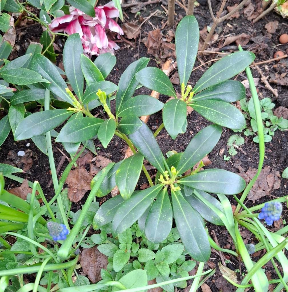Skimmia plant 27x25 cm, Tuin en Terras, Ophalen, Overige soorten, Volle zon