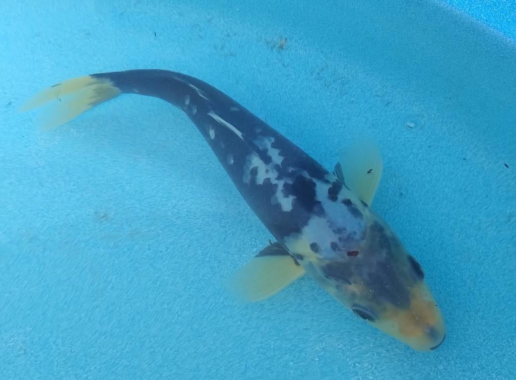 Koi 7 25cm, Dieren en Toebehoren, Vissen | Vijvervissen, Karper of Koi
