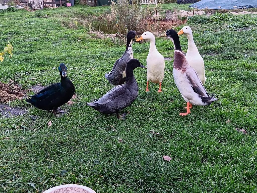 Indische loopeenden., Mannelijk, Eend