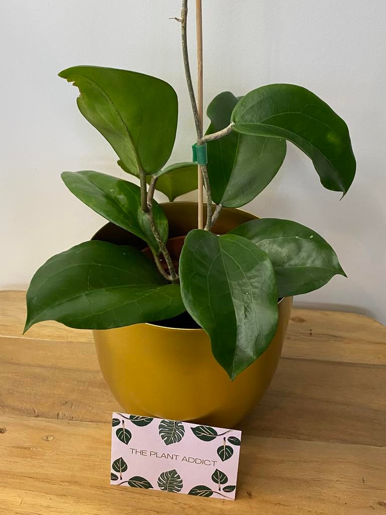 Hoya Surigaoensis, Huis en Inrichting, Kamerplanten, Ophalen of Verzenden, Halfschaduw, Minder dan 100 cm