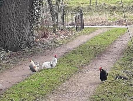 Jonge Hollandse kriel haantjes diverse kleuren, Mannelijk, Kip