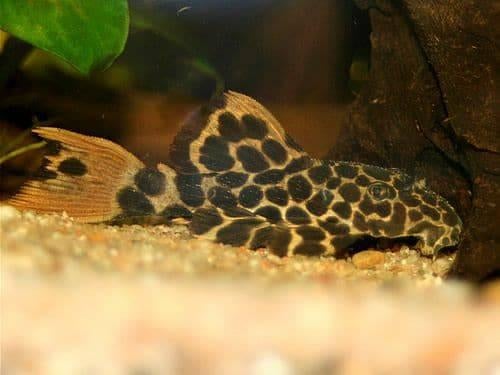 L-Nummers: L114 Pseudacanthicus cf. leopardus, Dieren en Toebehoren, Vissen | Aquariumvissen, Zoetwatervis, Vis