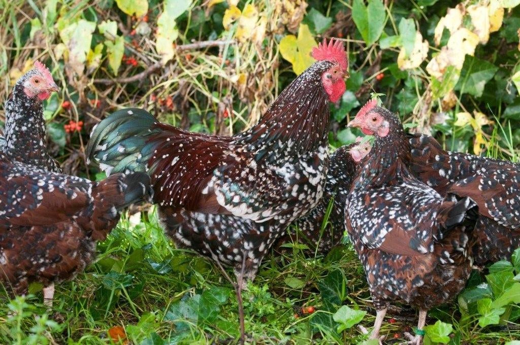 Roodporselein sussexkriel, Dieren en Toebehoren, Pluimvee, Vrouwelijk, Kip