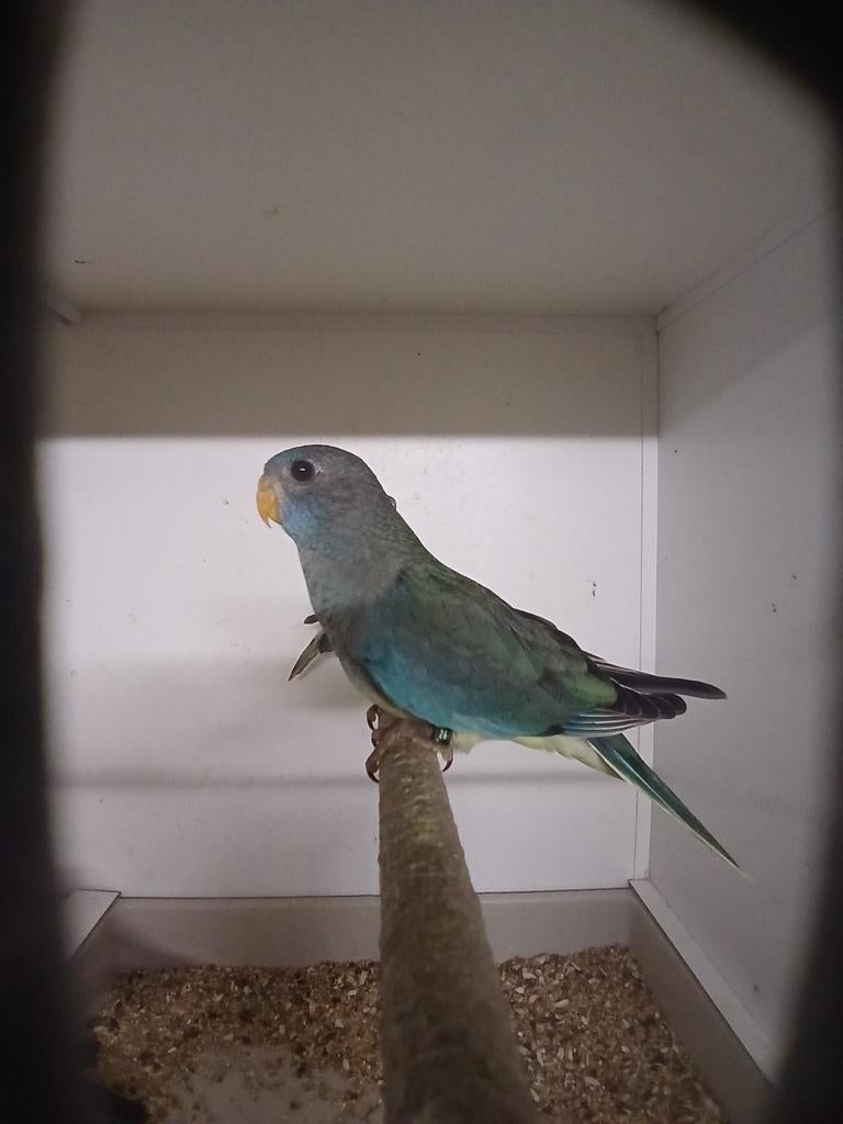 Splendid parkiet pop 2026 Limburg België, Vrouwelijk, Parkiet, Geringd