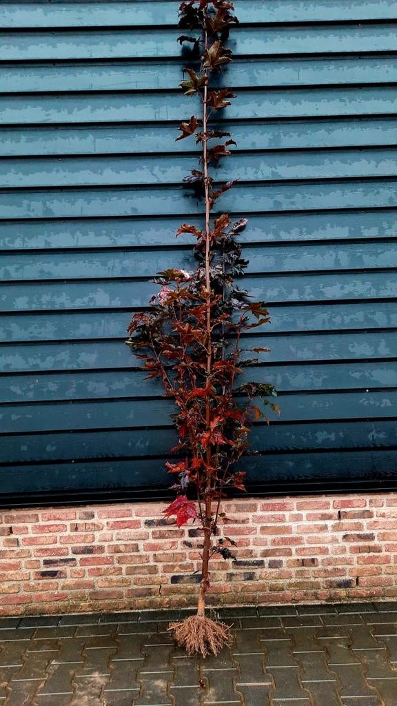 Acer Platanoides 'Crimson Sentry' 🍁 Noorse esdoorn, Tuin en Terras, Planten | Bomen, Ophalen, Bloeit niet, Volle zon, Overige soorten