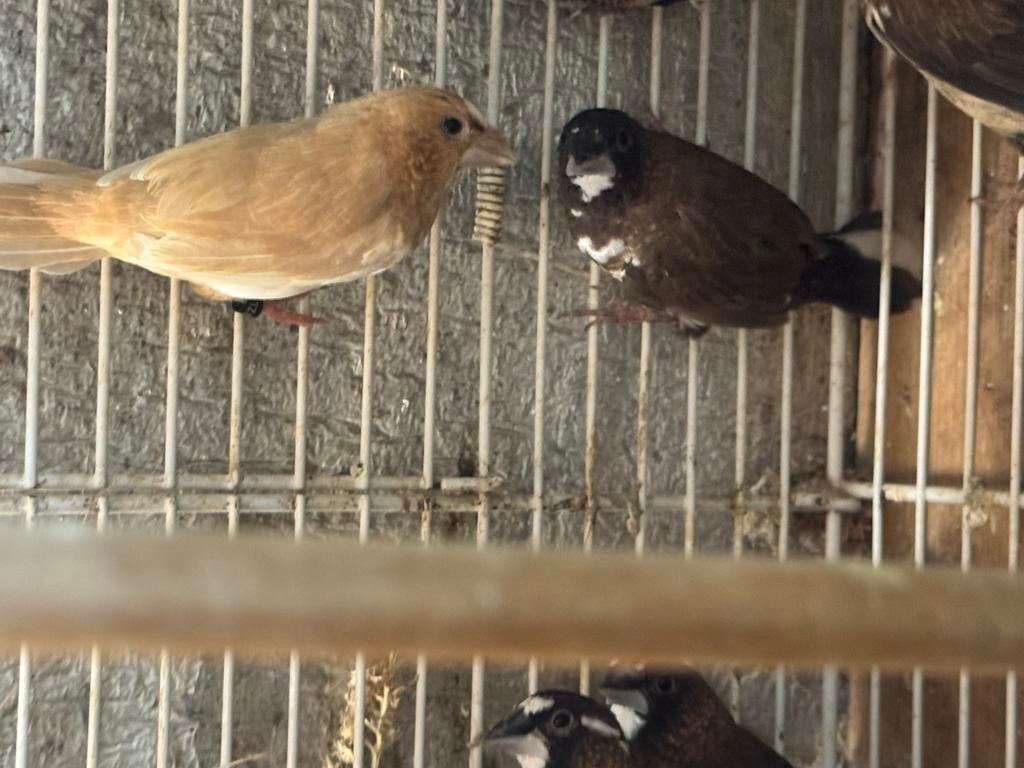 Japanse meeuwen, Meerdere dieren