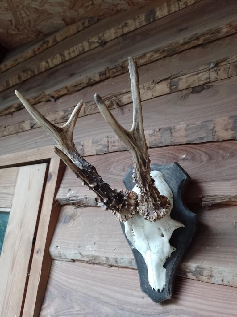 Reebok gewei met schedel op houten plank, Ophalen of Verzenden