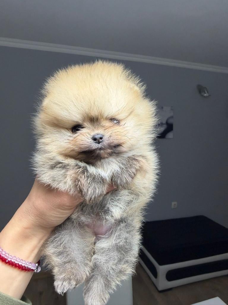 Mini Pomeranian Bearface pups met FCI stamboom, Dieren en Toebehoren, Particulier, 8 tot 15 weken, Buitenland, Parvo