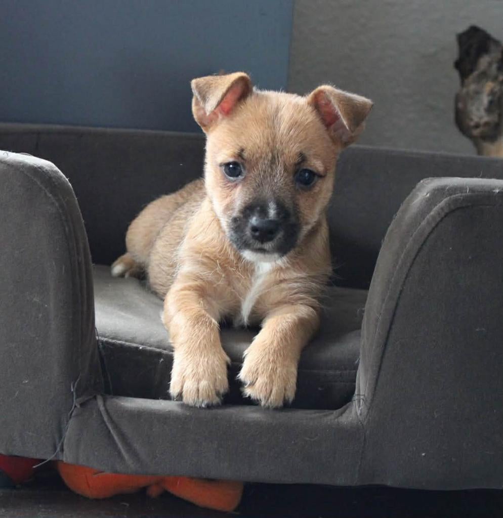 Te koop prachtige cairn terriërs x jack russell puppy's, Dieren en Toebehoren, Honden | Jack Russells en Terriërs, Parvo, Jack Russell Terriër