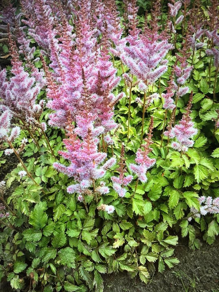Vaste planten, Ophalen of Verzenden, Overige soorten, Volle zon