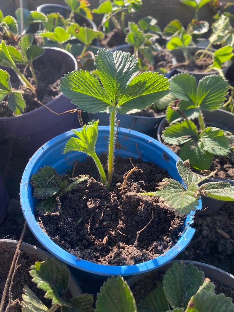 Aardbeien stekjes, Ophalen, Minder dan 100 cm, Overige soorten, Zomer