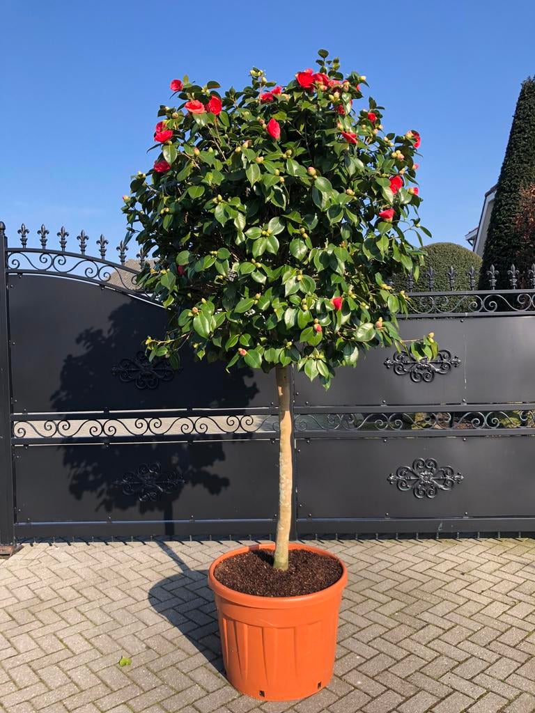Camellia japonica (Japanse roos), Tuin en Terras, Halfschaduw, Overige soorten, 100 tot 250 cm, Ophalen