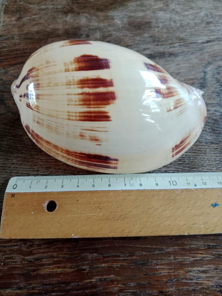 Schelp. Melo melo., Ophalen of Verzenden, Schelp(en)