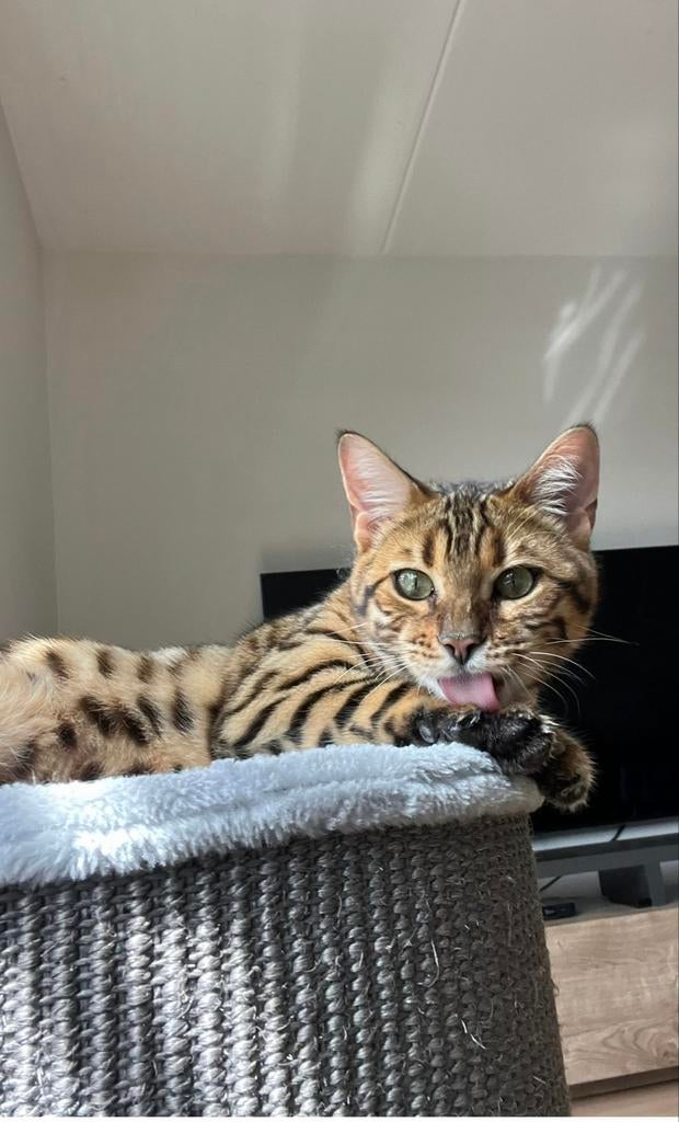 Bengaalse poes te koop, Dieren en Toebehoren, Katten en Kittens | Overige Katten, Poes