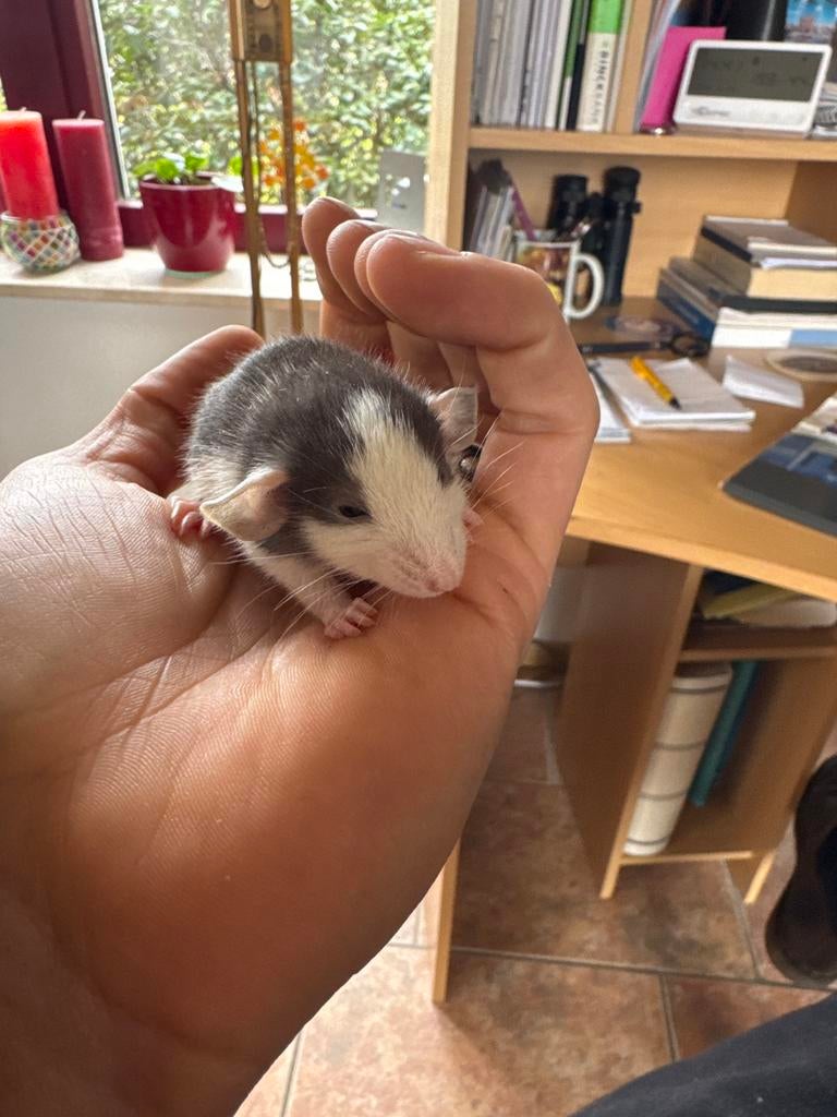 Jonge tamme ratjes te koop, Dieren en Toebehoren, Rat, Maart, Meerdere dieren, Tam