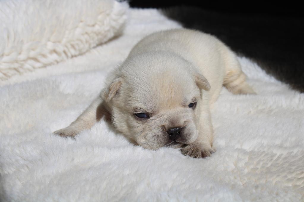 Franse Bulldog pups- creme en fawn -België, Dieren en Toebehoren, België, 8 tot 15 weken, Parvo, Bulldog