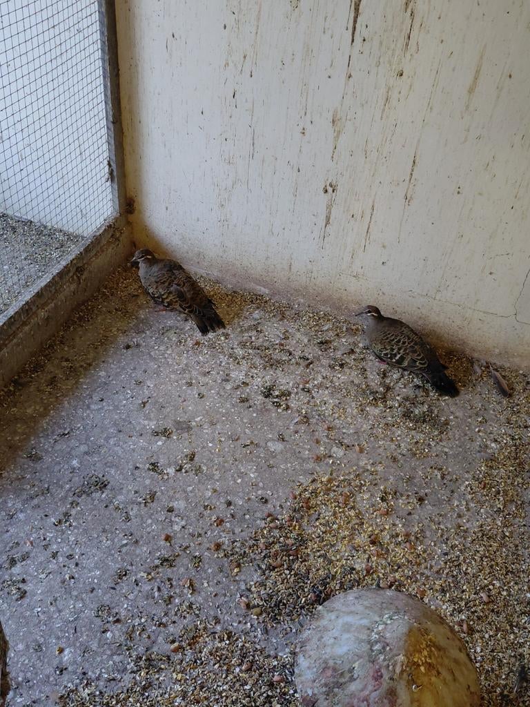 Bronsvleugelduiven, Dieren en Toebehoren, Vogels | Duiven, Vrouwelijk