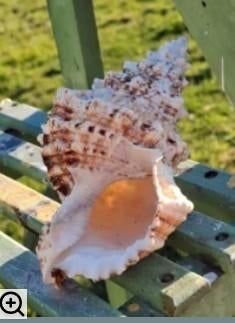 Ranella grote schelpen, Verzamelen, Ophalen of Verzenden, Schelp(en)