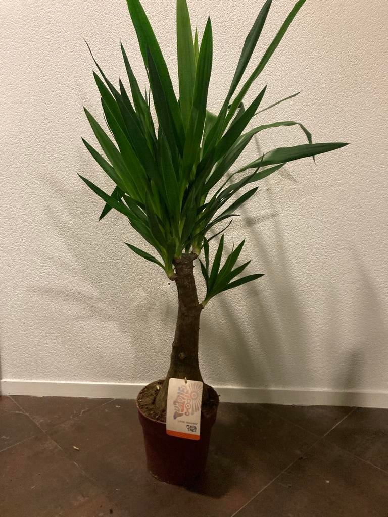 Yucca kamerplant in pot - Mooie groene plant, Ophalen, Halfschaduw, In pot, Minder dan 100 cm