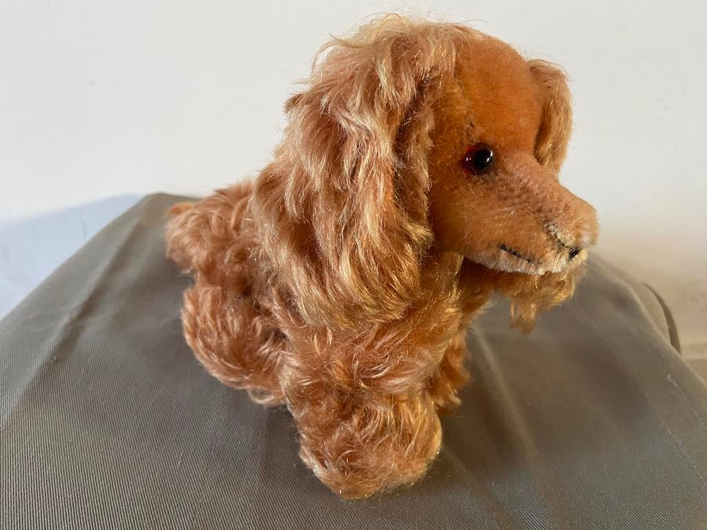 Grisly langharige teckel, zittend, Ophalen of Verzenden