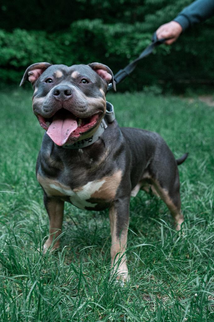 DEK REU Amerikaans bully XL Tri Blue, CDV (hondenziekte), 1 tot 2 jaar, Meerdere, Nederland