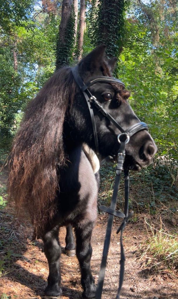 Weiland / stalling gezocht in kerkrade, Dieren en Toebehoren, Stalling en Weidegang, Stalling