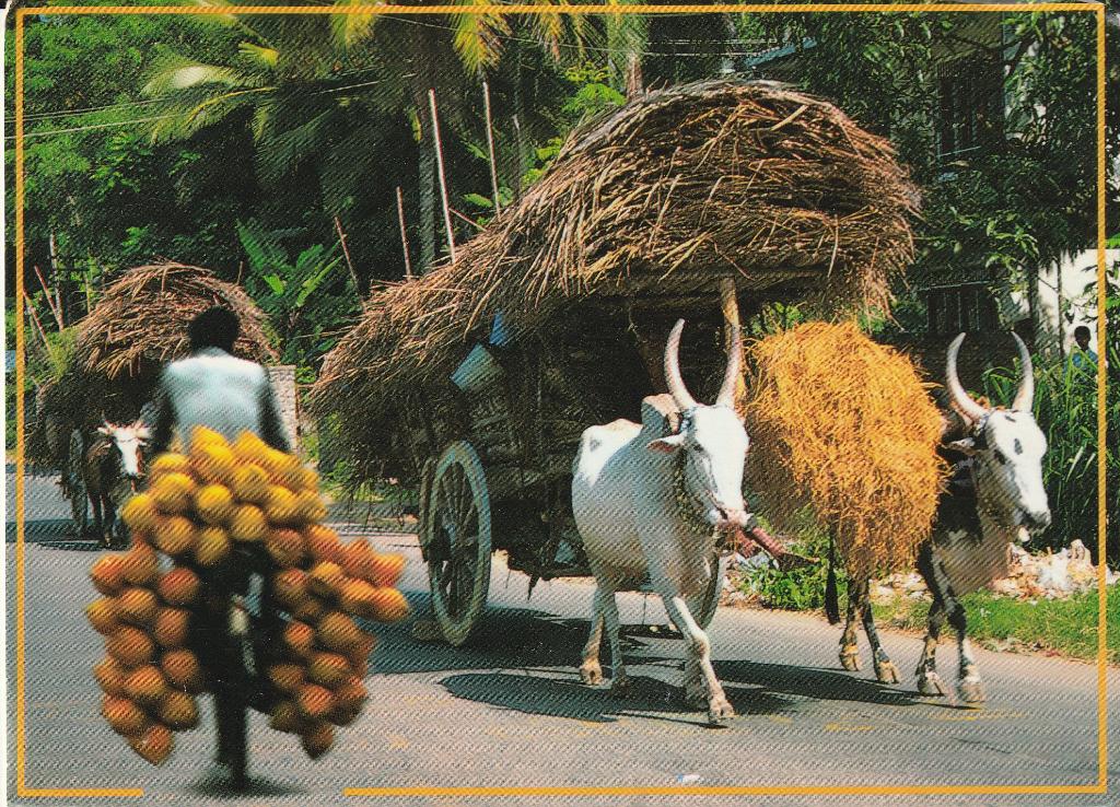 Sri Lanka Ceylon Bullocart and a Kingcourt vendor 1968, Verzenden, 1960 tot 1980, Gelopen, Buiten Europa