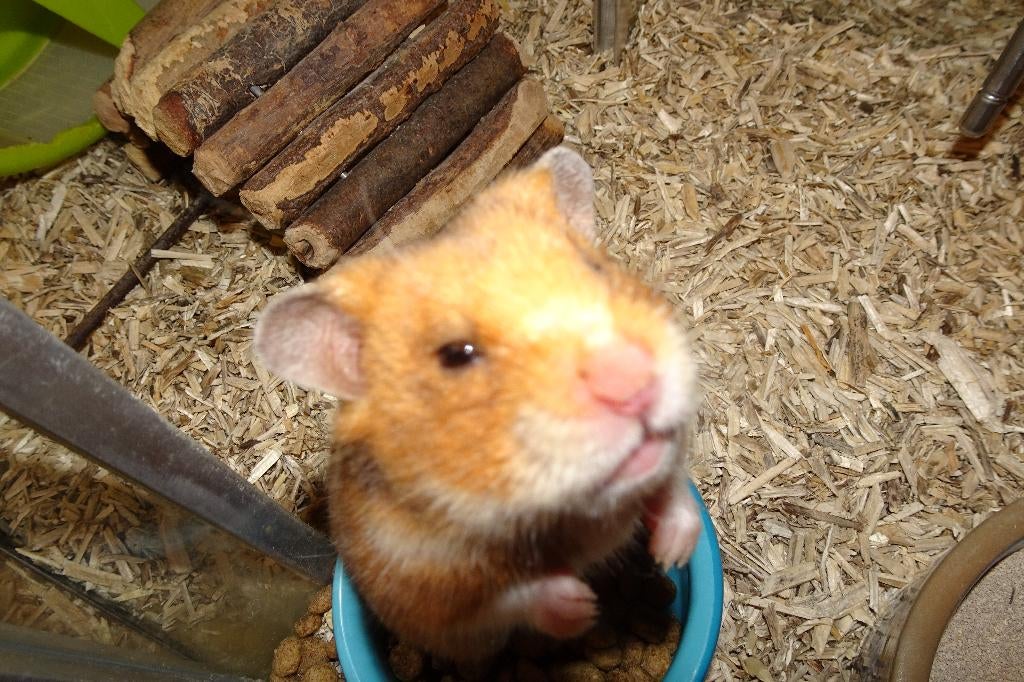 Goudhamsters in Assen., Dieren en Toebehoren, Knaagdieren, Hamster, Januari, Meerdere dieren, Tam