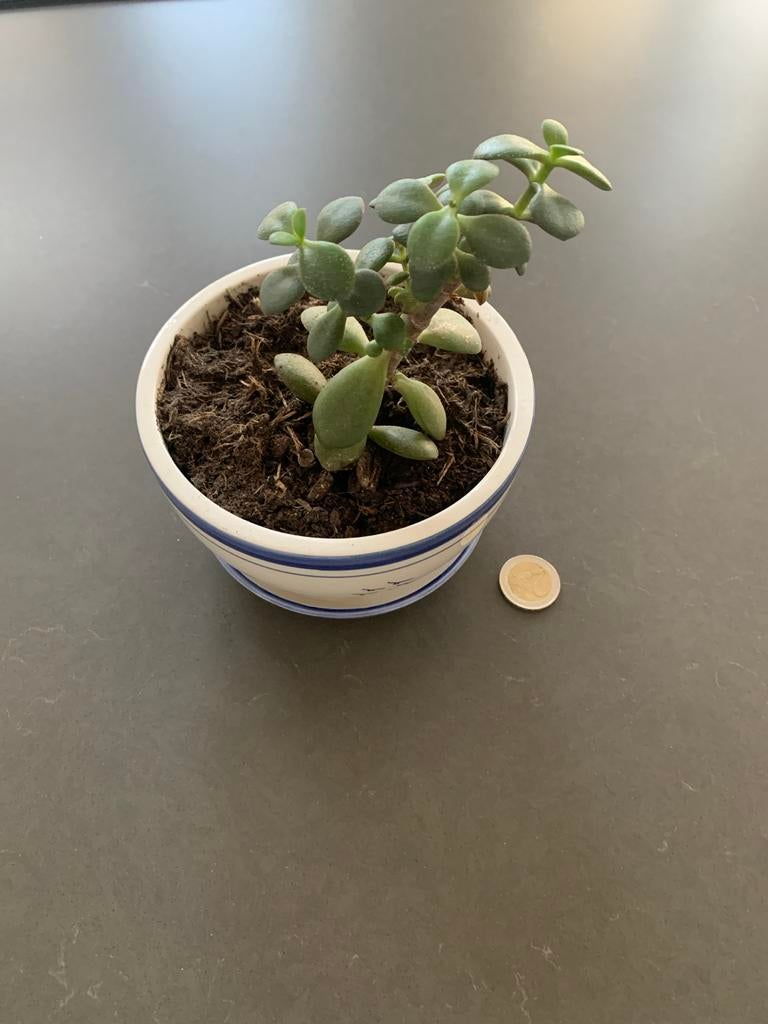 Vetplantje in leuke pot (Delfts blauw-achtig), Tuin en Terras, Bloempotten, Ophalen, Gebruikt, Rond, Binnen