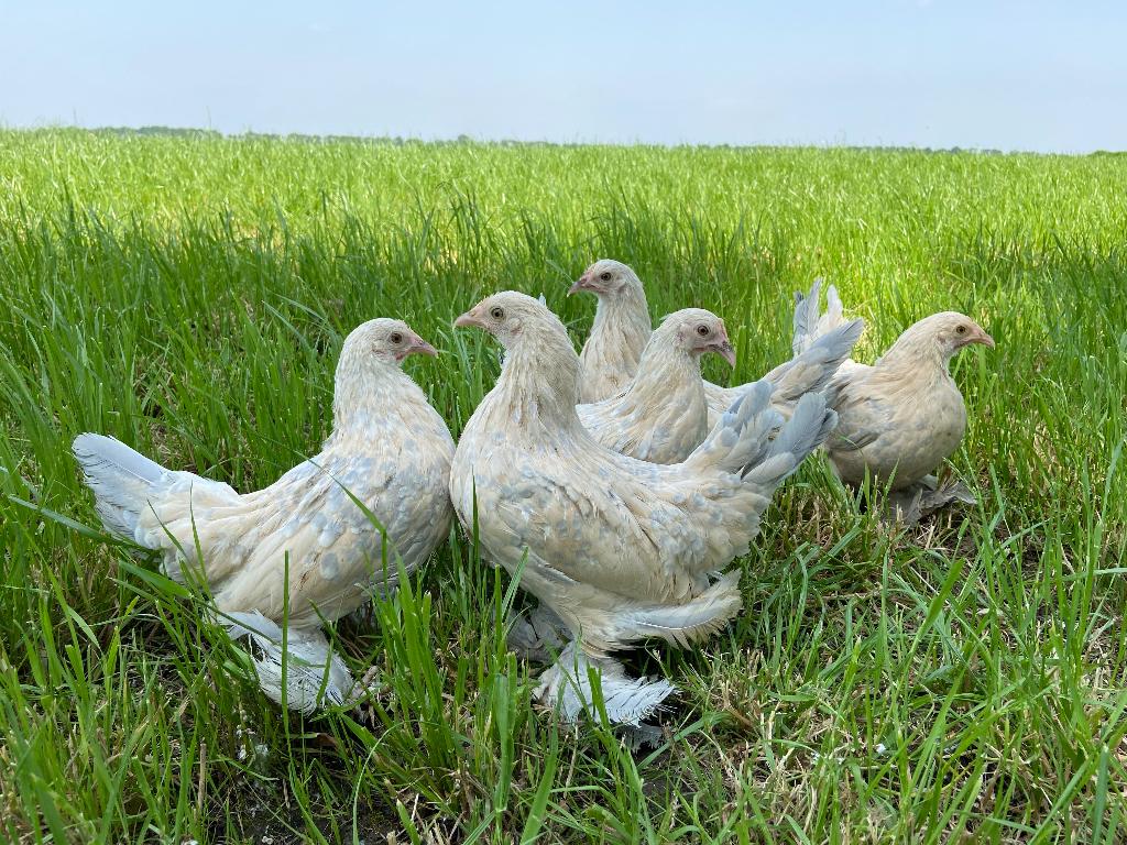 Jonge tamme Sabelpoot kriel kippen gesekst & ingeënt, Vrouwelijk, Kip