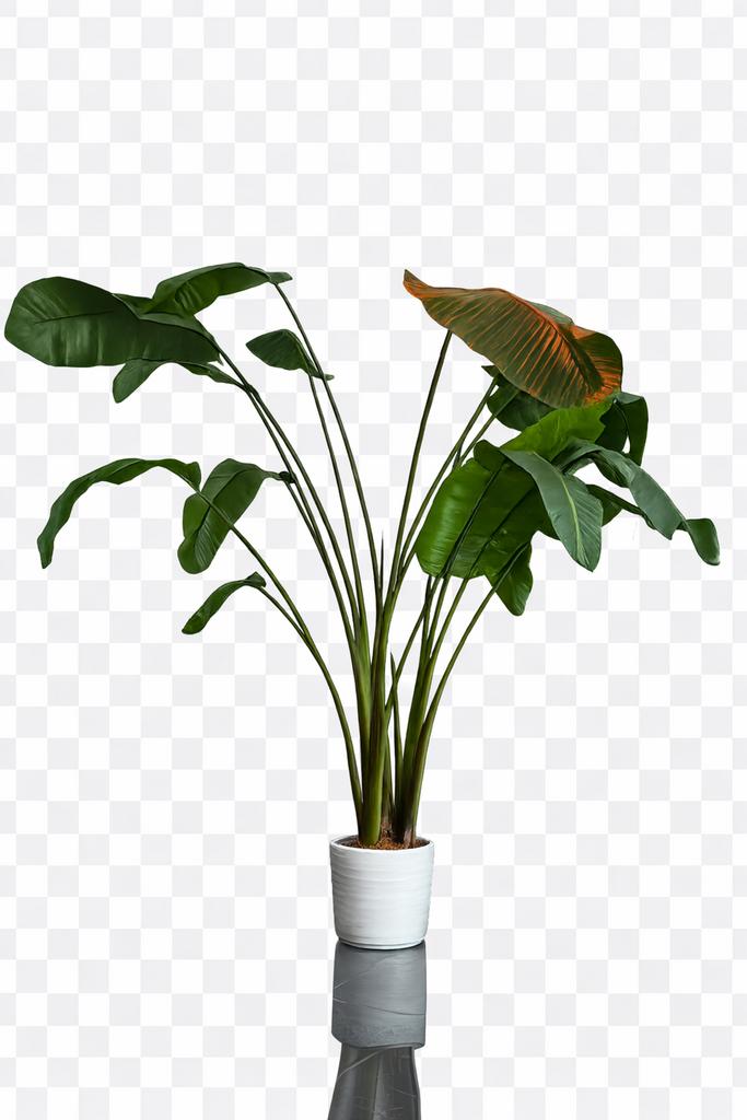 GROTE  Strelitzia Nicolai (Paradijsvogelplant), Ophalen, Zo goed als nieuw