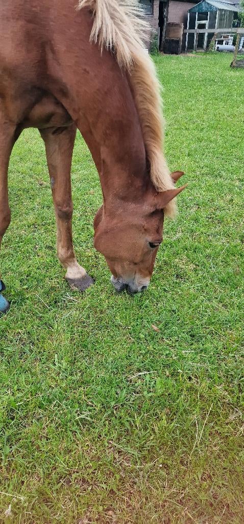 (Prive)stalling gezocht voor 31-jarige merrie, Weidegang