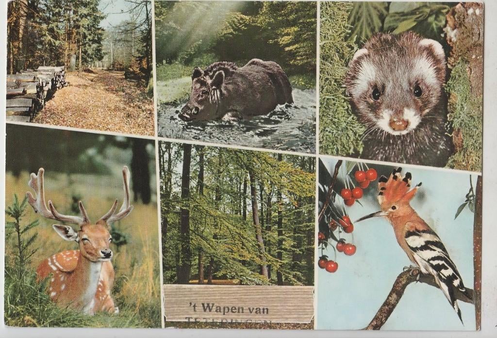 6 luik Dieren Uitg. 't Wapen v.Teteringen Stempel achterkant, Verzamelen, Ansichtkaarten | Nederland, Verzenden, 1980 tot heden
