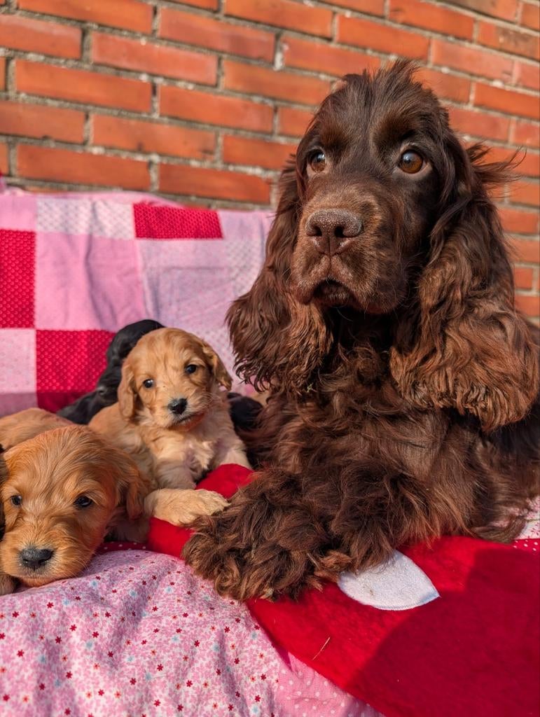 Cockapoo pups .engelse cockerspaniel x dwerg poedel, Parvo, Overige rassen, 8 tot 15 weken, Meerdere