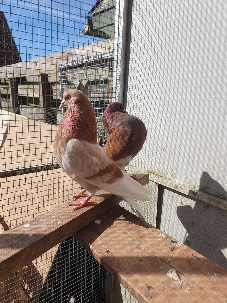 Gelderse slenken, Meerdere dieren, Overige soorten