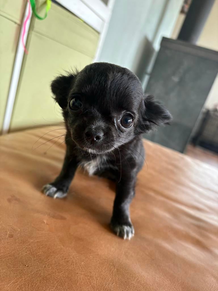 Chihuahua pups, Dieren en Toebehoren, Meerdere, Meerdere dieren, Chihuahua, Nederland
