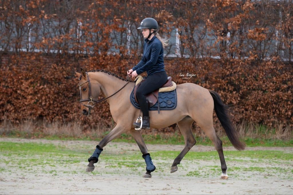 Zeer gave, knappe en brave allround D pony!!️
