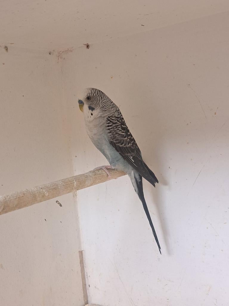 Bw/bf grijs, Dieren en Toebehoren, Vogels | Parkieten en Papegaaien, Parkiet, Mannelijk, Geringd