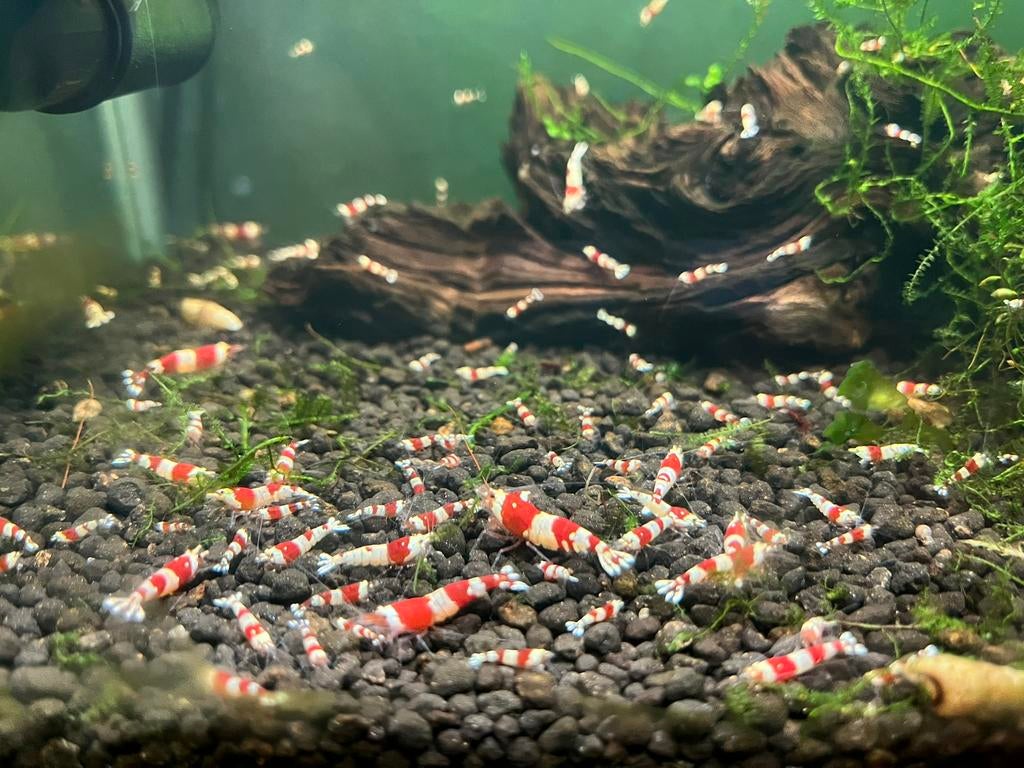 Crystal Red Garnalen, CRS, Dieren en Toebehoren, Vissen | Aquariumvissen, Kreeft, Krab of Garnaal