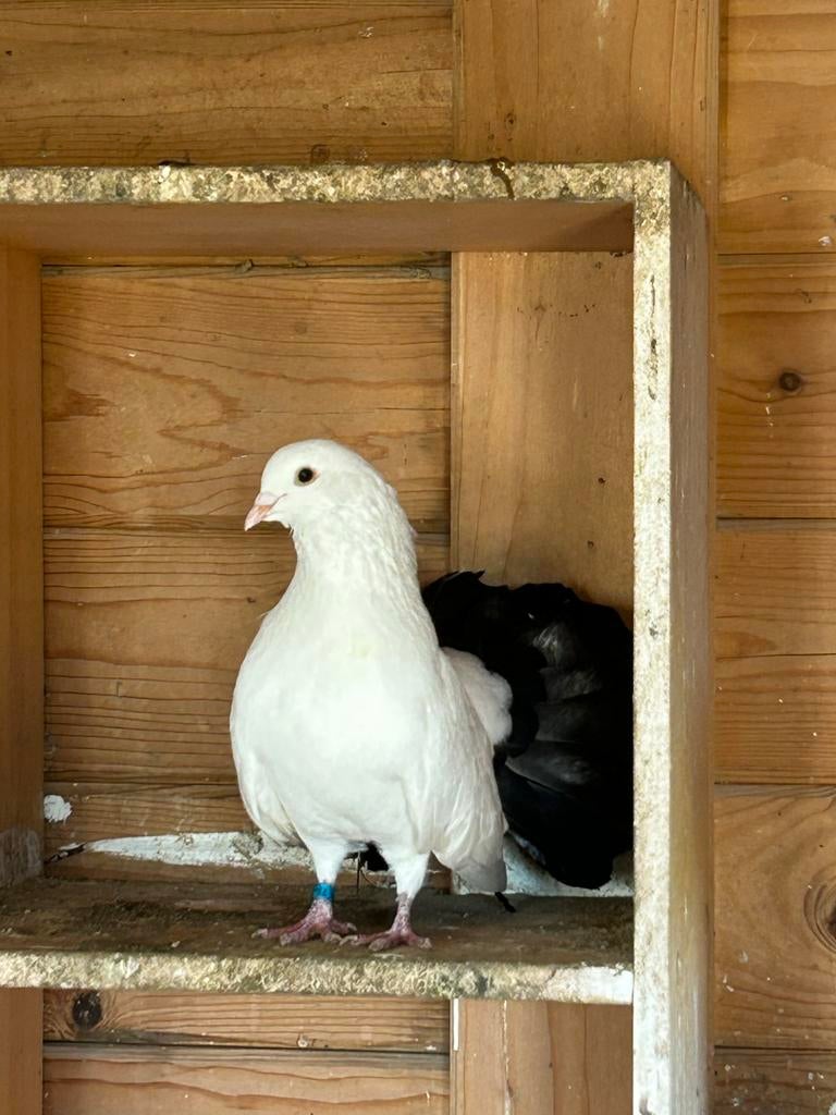 Zwart staart pauwstaarten, Dieren en Toebehoren, Vogels | Duiven, Meerdere dieren
