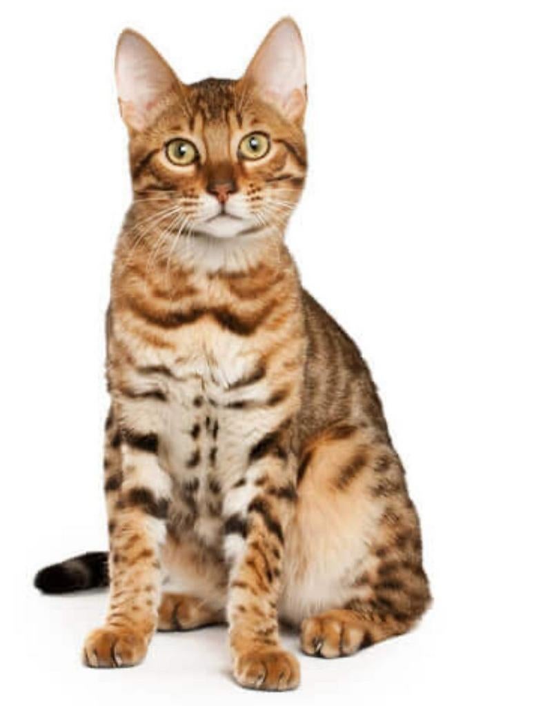 RASZUIVERE BENGAALSE POES, MET STAMBOOM!, Dieren en Toebehoren, Poes, Gechipt